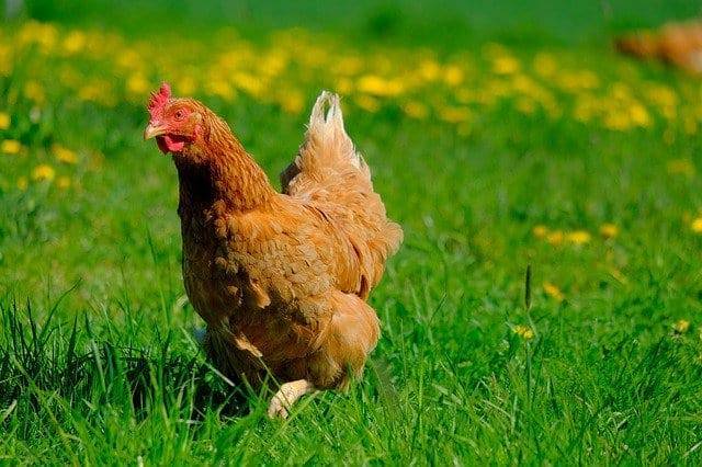 В Китае курица снесла пятнистое яйцо зеленого цвета - Cursorinfo: главные новости Израиля