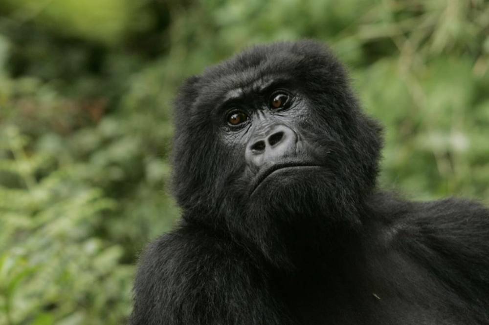 В Испании горилла напала на смотрительницу зоопарка