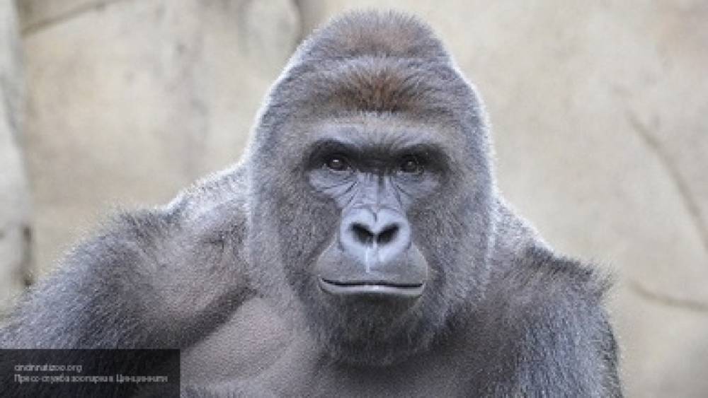 Сотрудница мадридского зоопарка едва спаслась от агрессивной гориллы