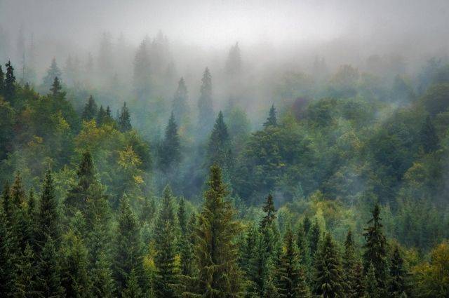В Хабаровском крае лесозаготовитель рубил деревья на запрещенном участке