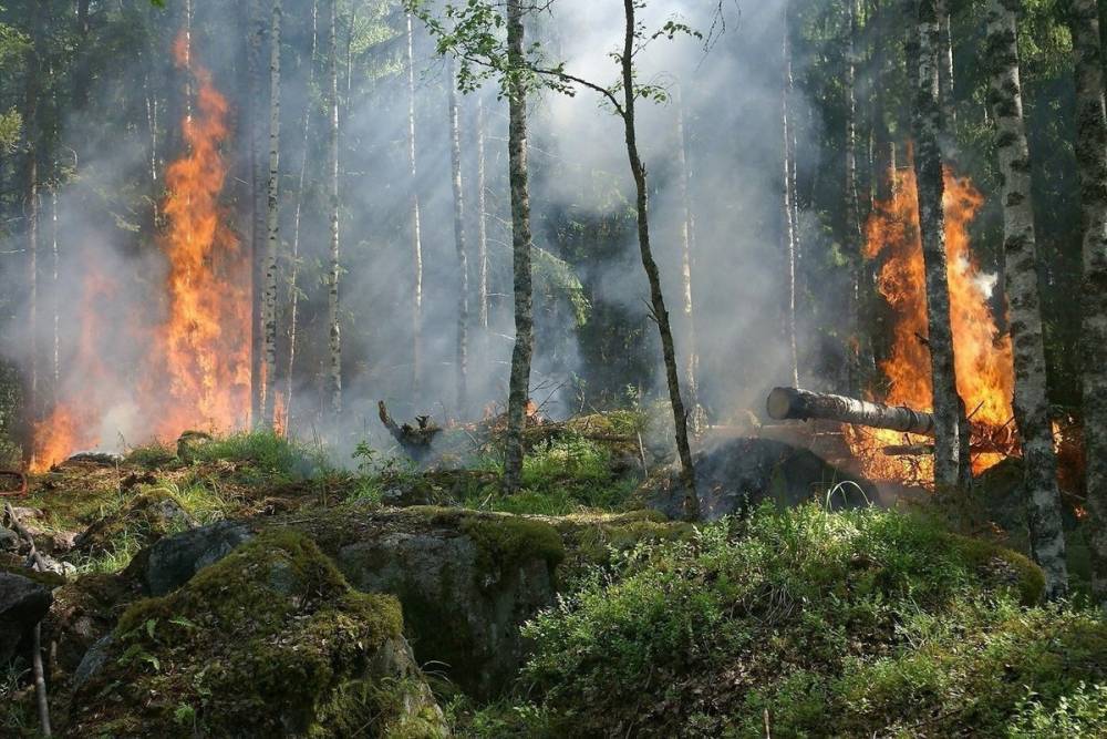 Лесные пожары бушуют в Хабаровском крае