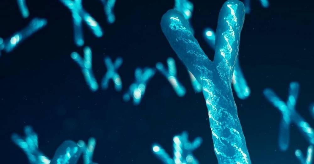 Y-хромосома влияет не только на функции половых органов