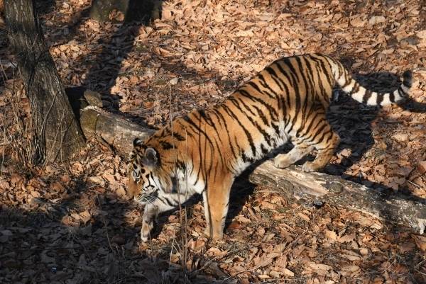 Двух жителей Приморья заподозрили в убийстве амурского тигра