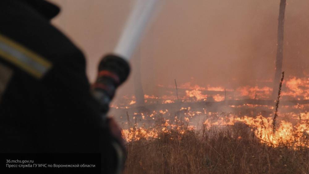 Страшные кадры охваченной огнем Воронежской области появились в Сети