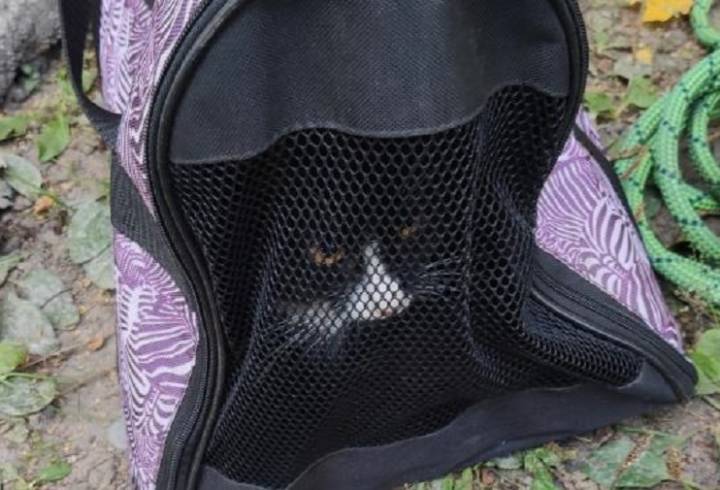 Спасатели помогли котам, застрявшим на деревьях в Петербурге и Ленобласти