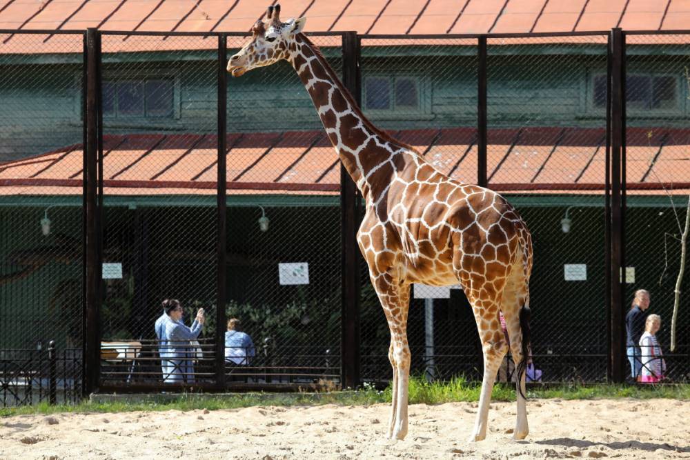 Пенсионеры смогут посетить Ленинградский зоопарк бесплатно