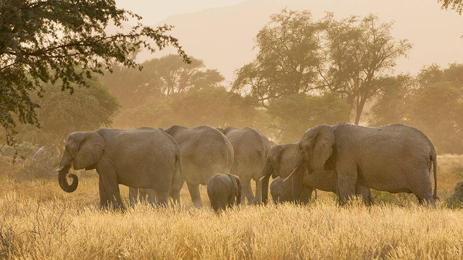 Ученые нашли причину таинственной гибели слонов в Африке
