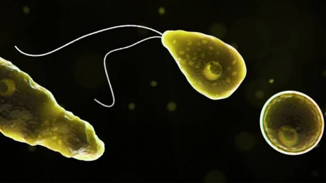 В проточной воде в США обнаружили амебу, поедающую человеческий мозг