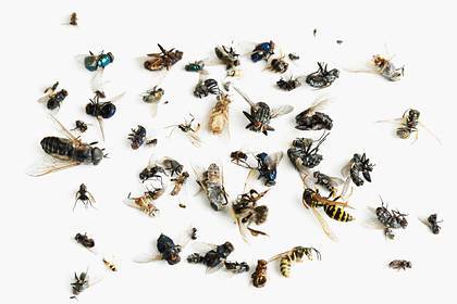 Объяснено катастрофическое исчезновение насекомых в мире