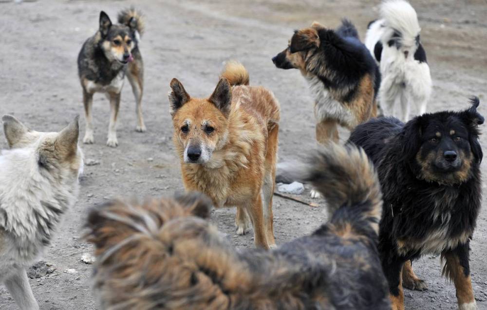 Полиция начала проверку по факту нападения стаи бродячих собак на ребенка в Екатеринбурге