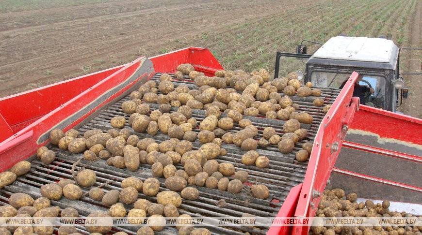 Аграрии Минской области убрали картофель более чем с половины площадей