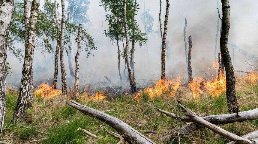 Губернатор Ростовской области доложил Матвиенко о ситуации с лесными пожарами