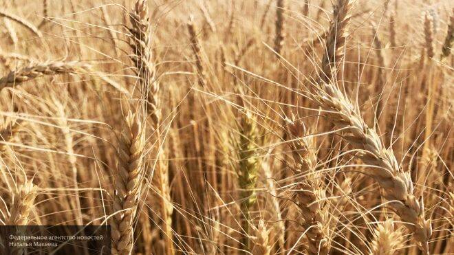 Рекордный урожай зерна ожидается во Владимирской области в этом году