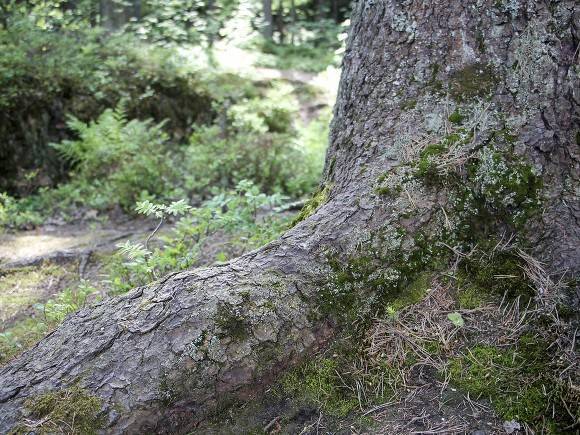 Ученые рассказали о разрушении окаменевшего реликтового леса на Чукотке