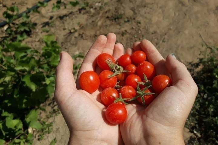 В «Школе юных фермеров» Харабалинского района закончился овощной сезон