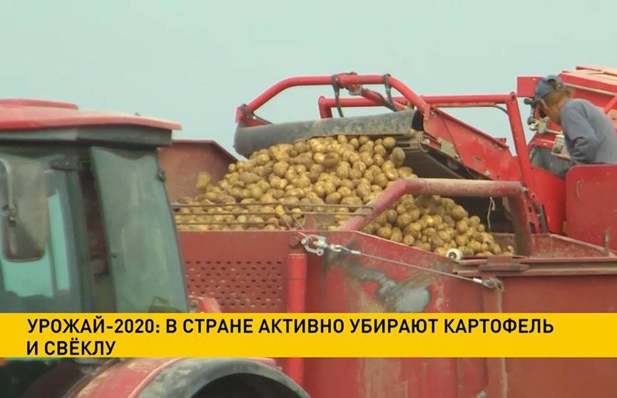 В Беларуси активно убирают картофель и свёклу