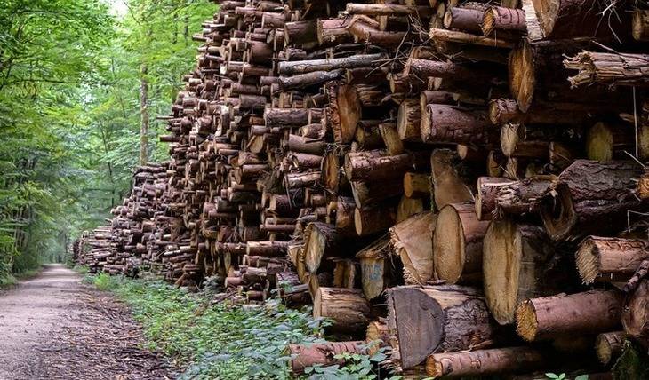 Экспорт необработанной древесины запретят с 2022 года