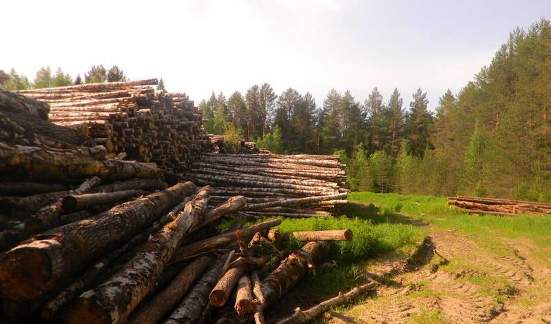 Россия запретит вывоз необработанной древесины за рубеж