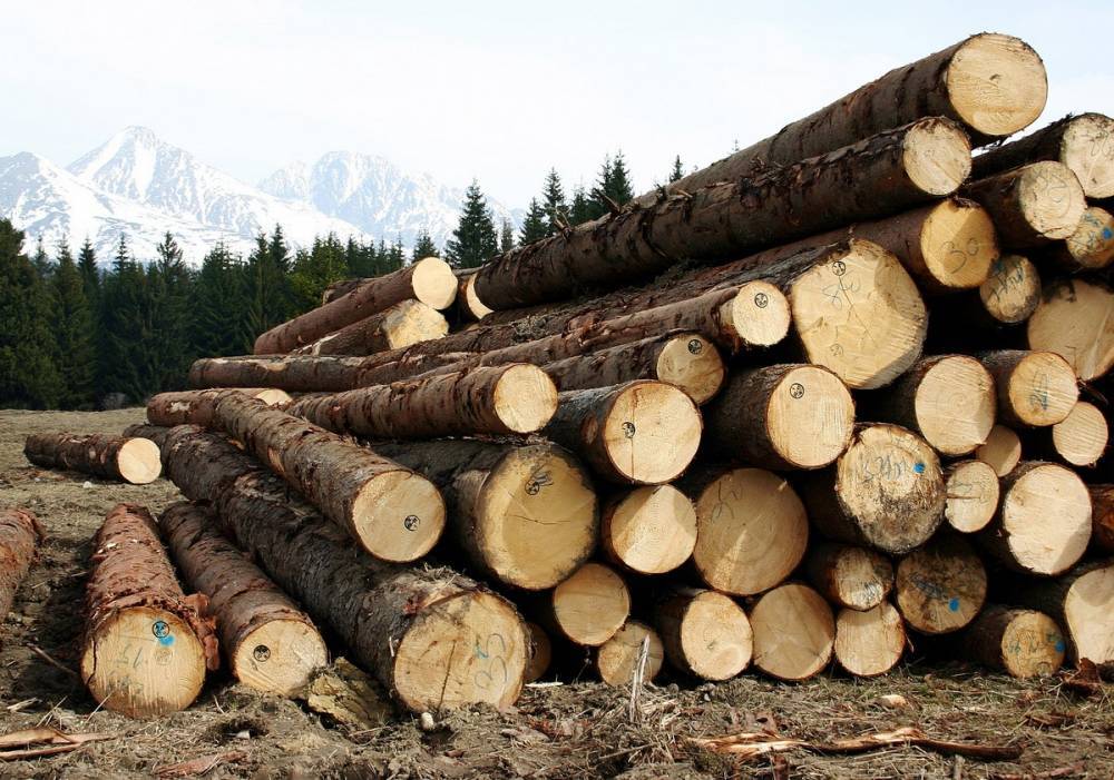 Владимир Путин поручил полностью запретить вывоз необработанной древесины из России