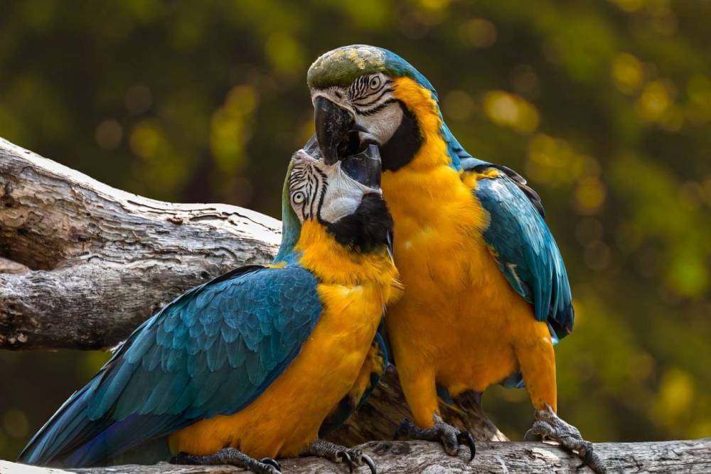 За оскорбление посетителей изолировали пять британских попугаев