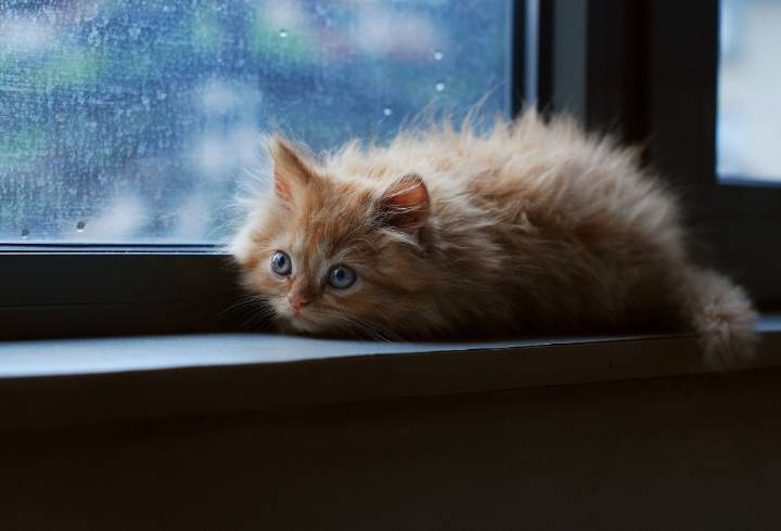 В Ленобласти живодер выкинул котенка из окна многоэтажки