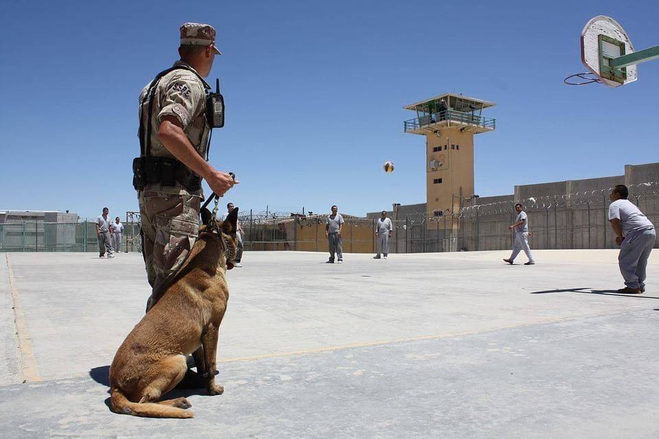 В США мальчик собрал сотни тысяч долларов на бронежилеты для полицейских собак – Cursorinfo: главные новости Израиля