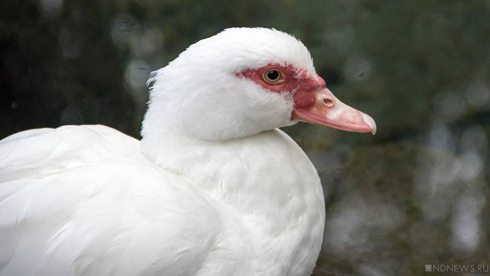На Южном Урале обнаружили новый очаг птичьего гриппа