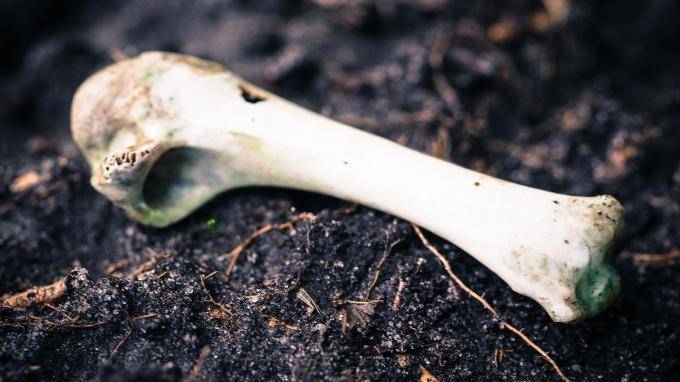 У крематория на Ручьевской дороге нашли скелетированный труп мужчины