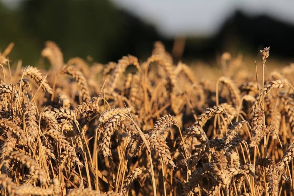 В регионе 33 урожайность по зерновым в 2020 году прогнозируется близкой к рекордной