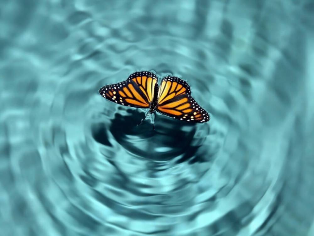 Эффект бабочки: ТОП-5 книг о привычках и убеждениях, которые меняют мир