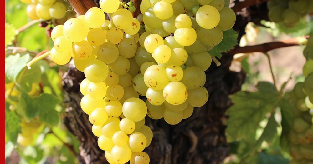 Как отечественные сорта винограда завоевали уважение виноделов и любовь потребителей