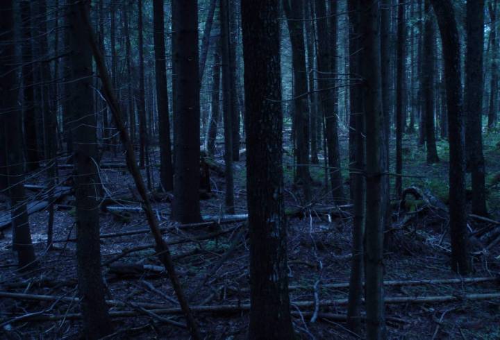 Обнаружен новый способ поиска тел погибших в лесах