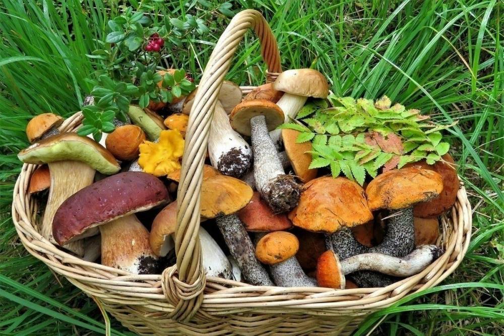 В псковском МЧС рассказали, какие грибы нельзя собирать