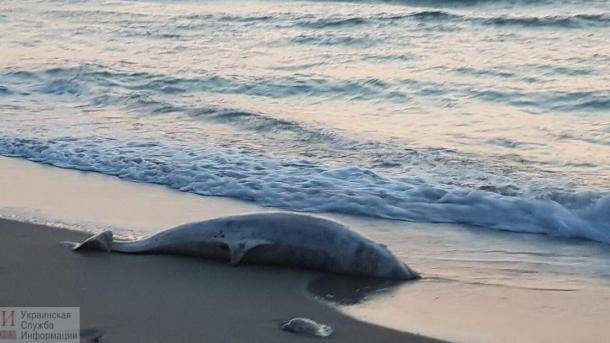 В пригороде Одессы на берег выбросило дельфина