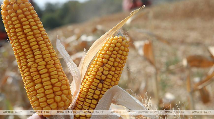 Массовую уборку кукурузы Витебская область начнет на этой неделе