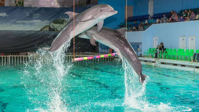 В Петербурге после карантина возобновляет работу дельфинарий