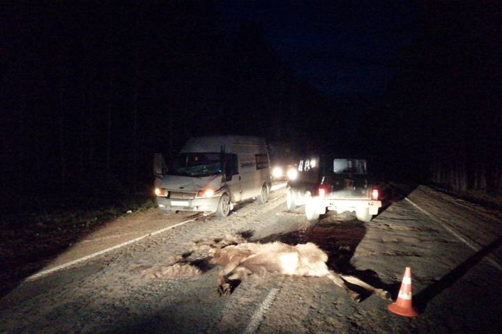 112 диких животных сбили водители в Псковской области с начала года