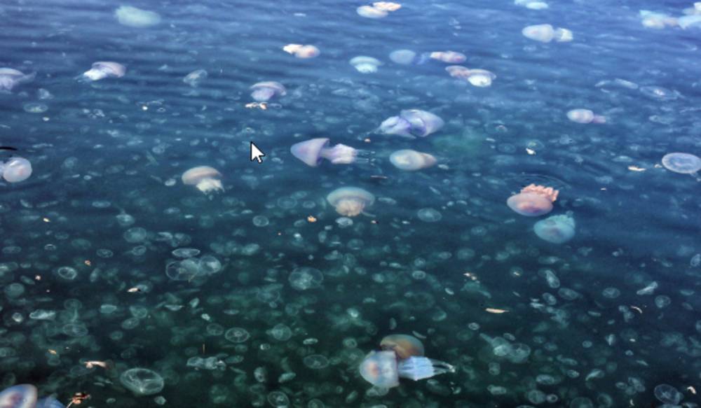 "За 10 лет такого не было": на видео показали, как гигантские медузы атаковали Одесский залив