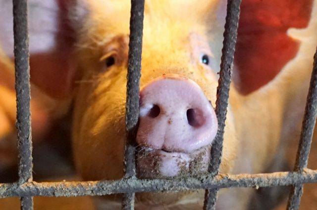 Фермеры Хабкрая, потерявшие скот от чумы свиней, получат допвыплаты