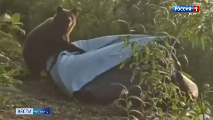 Порвал в клочья: в Перми медверь напал на лагерь туристов