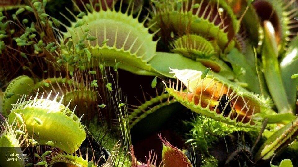 Ученые обнаружили способность растений общаться и распознавать сородичей