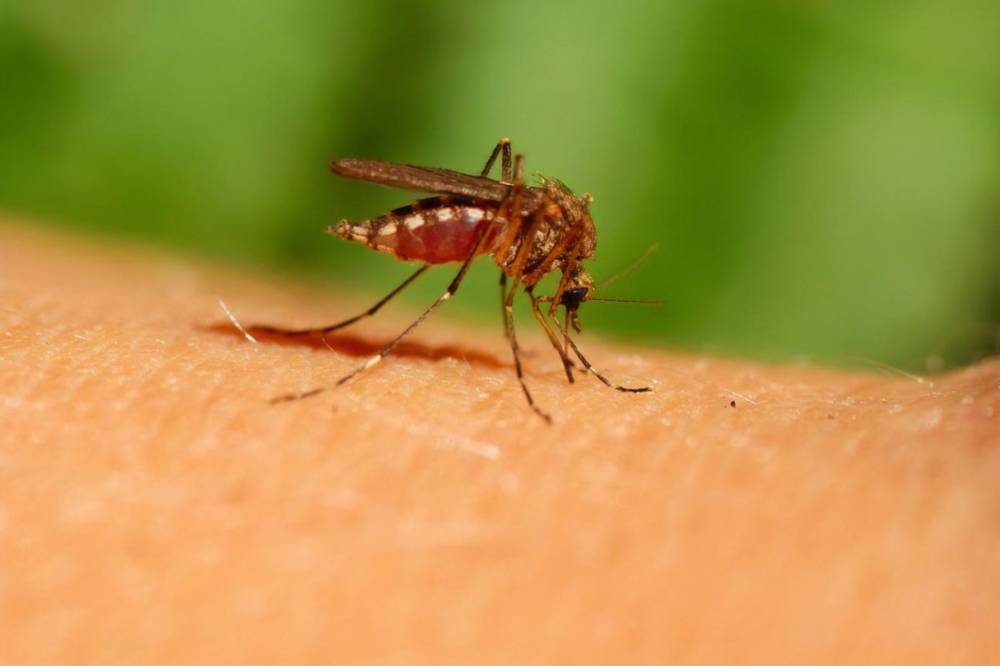 Житель Полтавской области заразился редкой болезнью, которую переносят комары