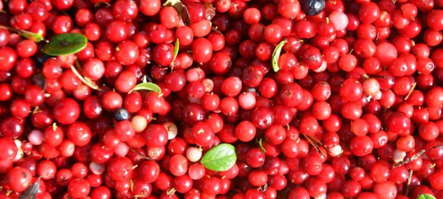 В Карелии планируют производить мармелад и плодово-ягодное вино