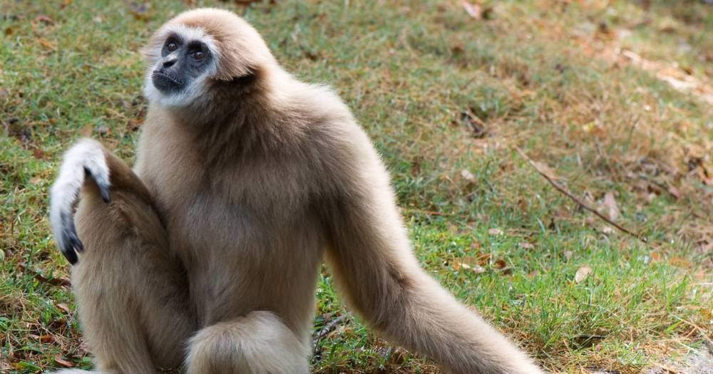 Найден новый вид обезьян возрастом 13 миллионов лет