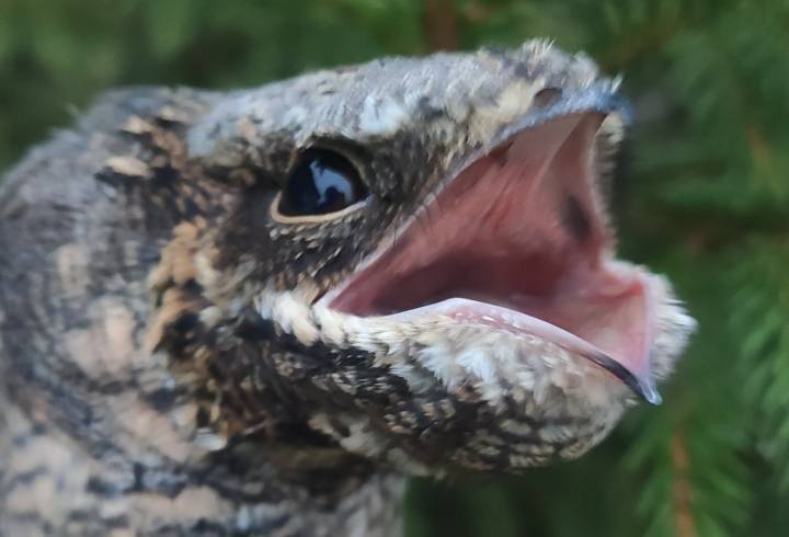 Так вот ты какой, козодой: На Ладожской орнитологической станции эту птицу узнали про гневно прищуренным глазкам