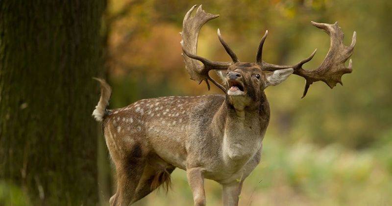 В США олень убил охотника, который подстрелил его из лука накануне