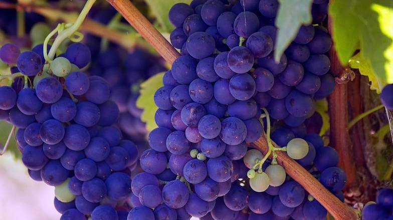 В Ростовской области приступили к уборке винограда