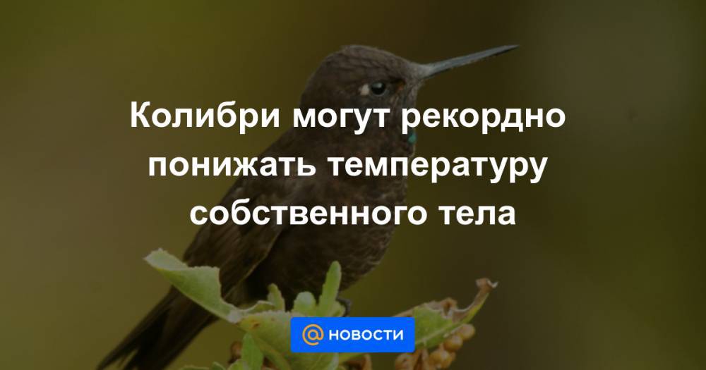 Колибри могут рекордно понижать температуру собственного тела