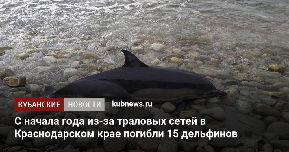 С начала года из-за траловых сетей в Краснодарском крае погибли 15 дельфинов