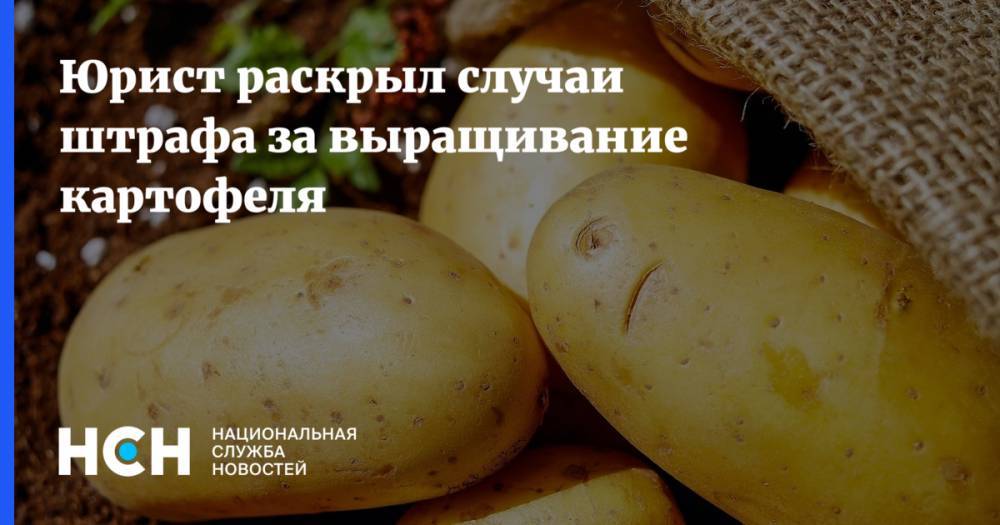 Юрист раскрыл случаи штрафа за выращивание картофеля
